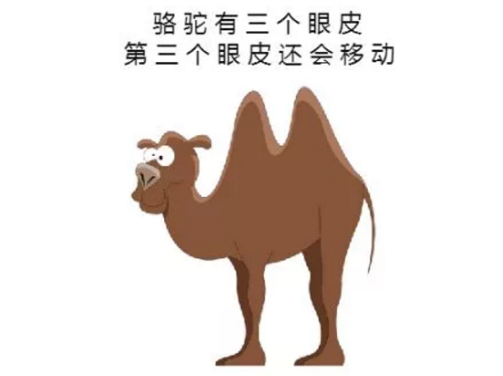 駱駝有三個(gè)眼皮